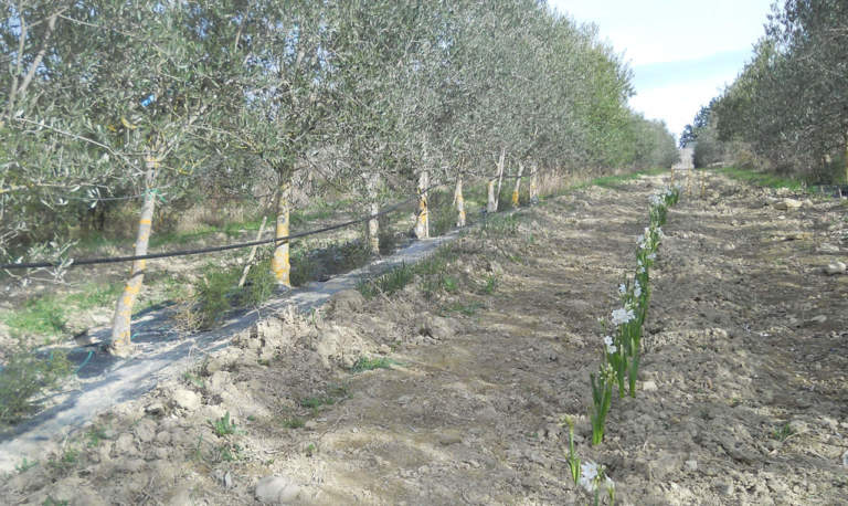 olivicoltura promiscua in oliveto superintensivo