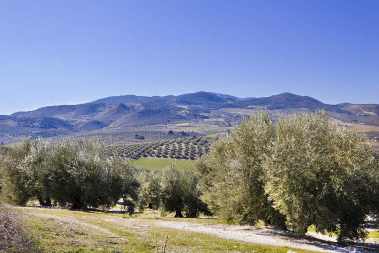 coi e il problema della xylella