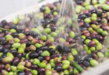 lavaggio delle olive