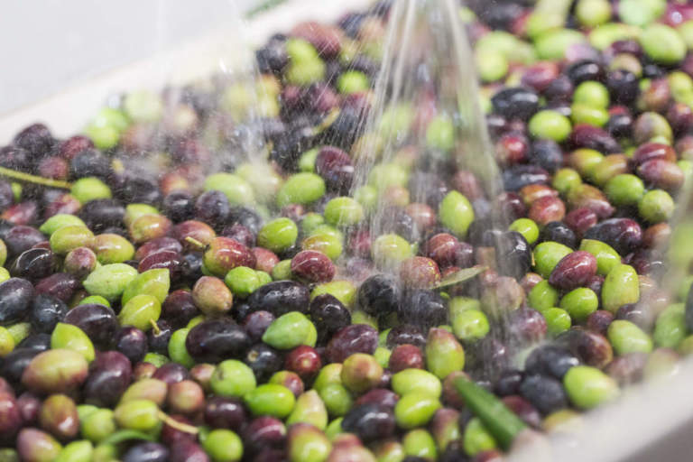 lavaggio delle olive