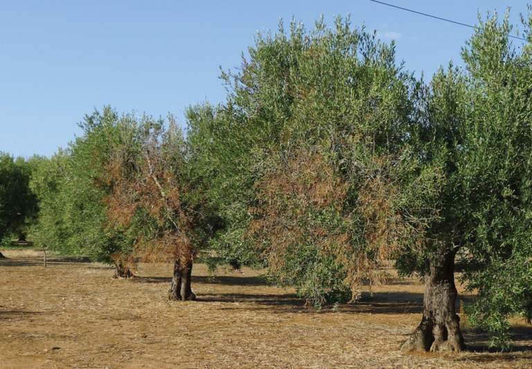 olivi affetti da xylella