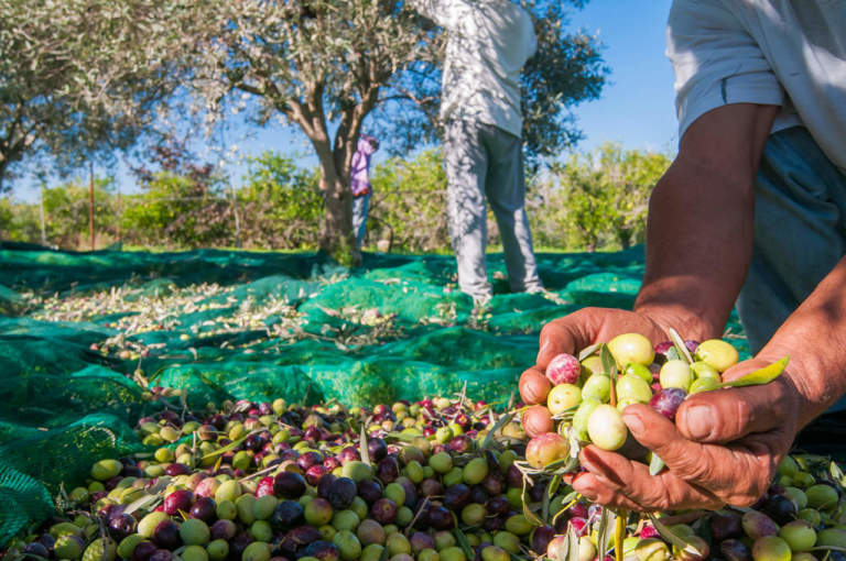 produzione di olio di oliva