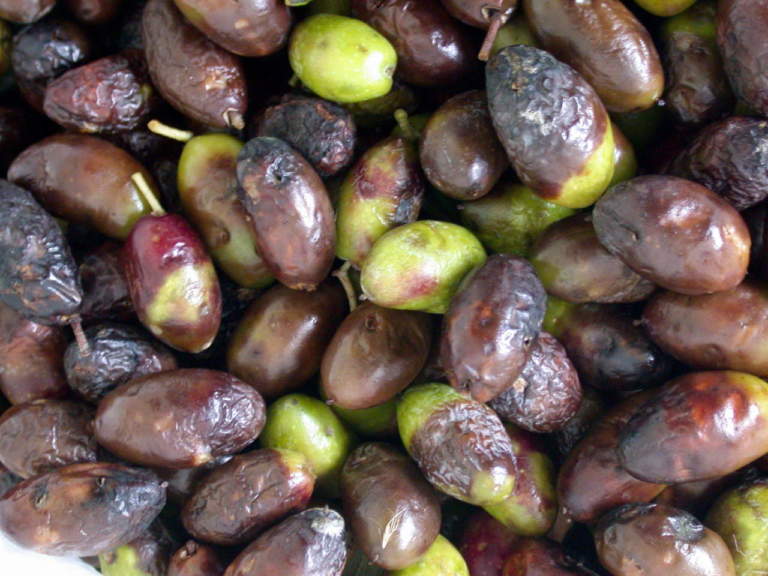 mosca delle olive