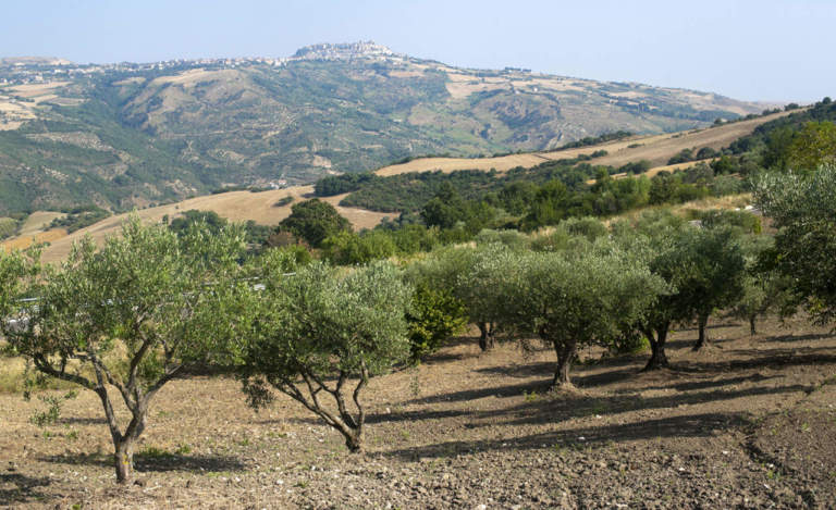 olio lucano