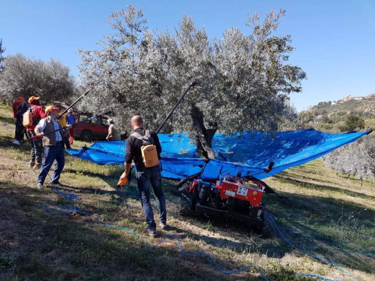 ombrello intercettatore per la raccolta delle olive