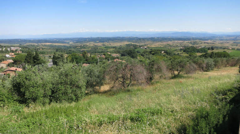 olivicoltura, danni da gelo