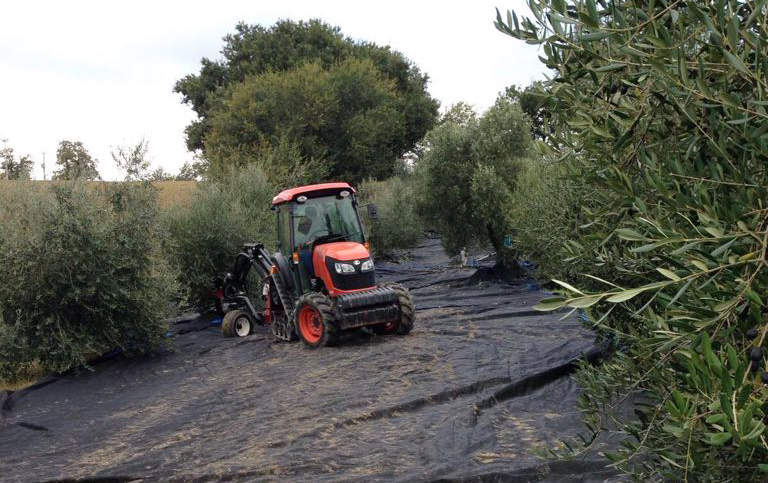 reti per la raccolta delle olive