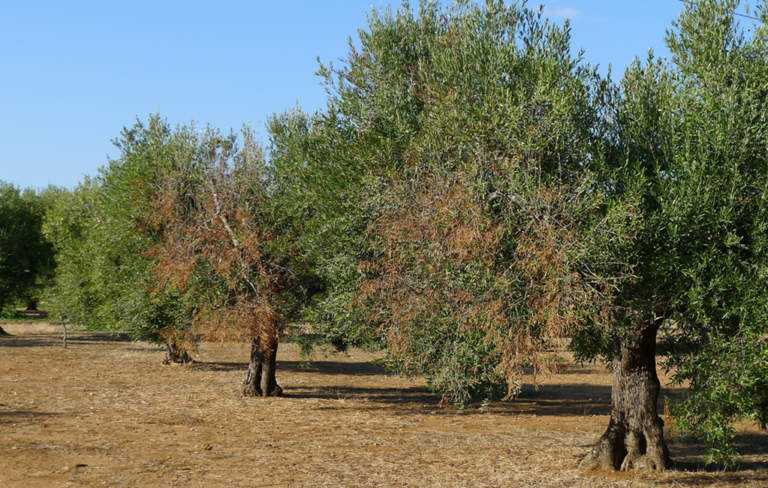 xylella fastidiosa nel barese