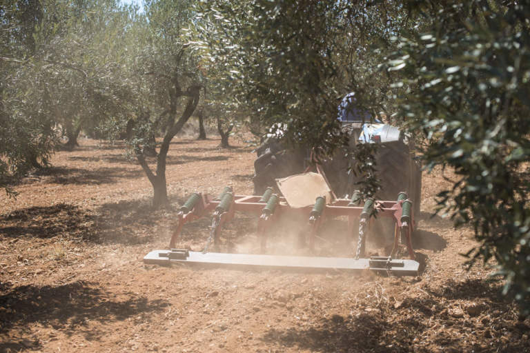 macchine agricole per la gestione dell'oliveto