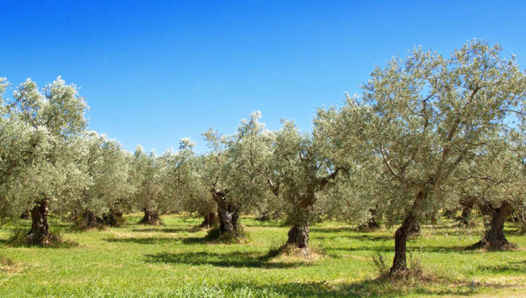 olio italiano