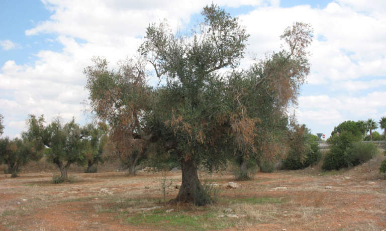 emergenza xylella in puglia