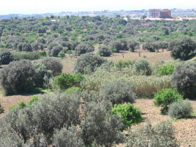 paesaggio olivicolo tradizionale