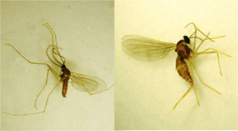 resseliella oleisuga