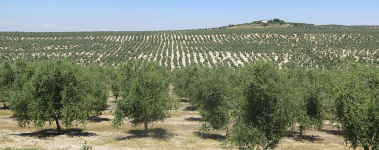 olivicoltura mediterranea