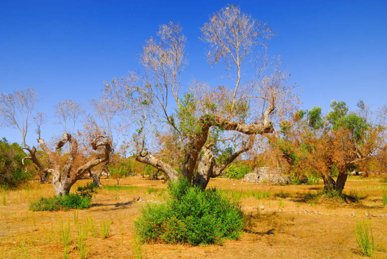 gelate e xylella, nasce il decreto emergenze