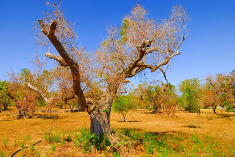 moratoria delle rate dei mutui in scadenza a sostegno degli olivicoltori pugliesi colpiti da Xylella e gelate