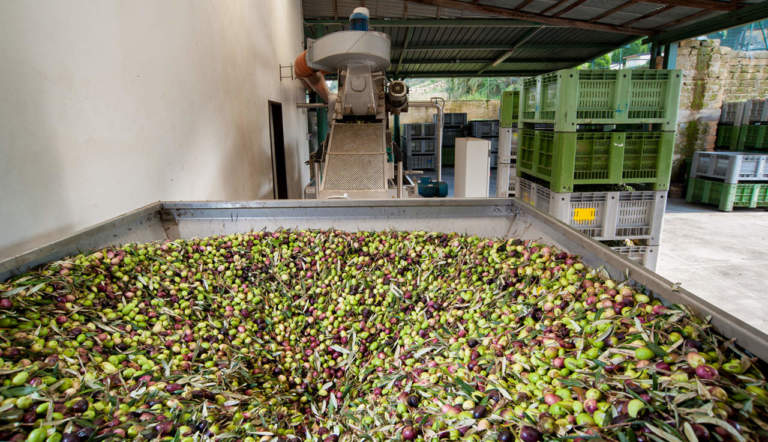 frantoi salentini e decreto emergenza xylella