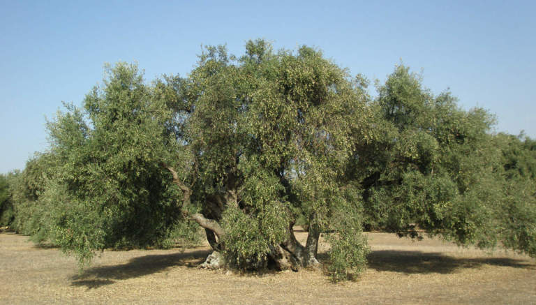 olivo allevato a vaso policonico