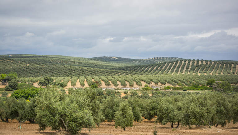 produzioni di olio in spagna