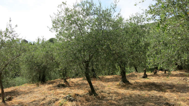 concimazione olivo