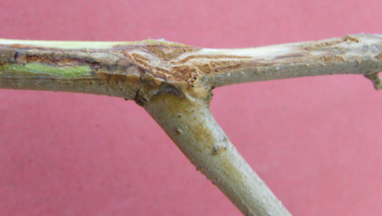 disseccamenti olivo