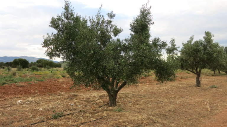 resistenza dell'olivo alle alte temperature