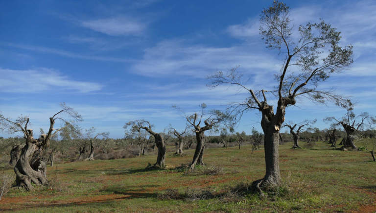 frantoi del Salento colpiti da xylella