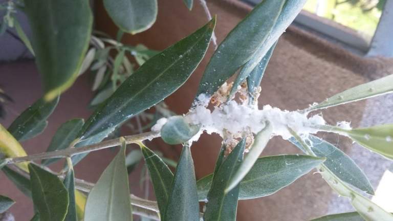 specie di cocciniglie, la cotonello