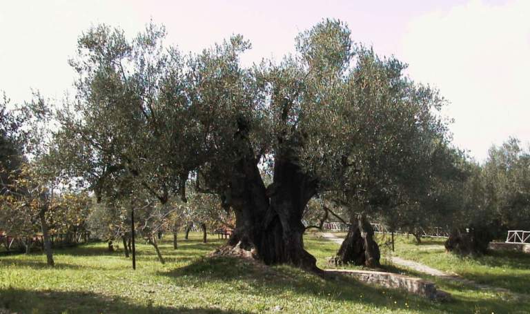 olivi autoctoni campania meridionale