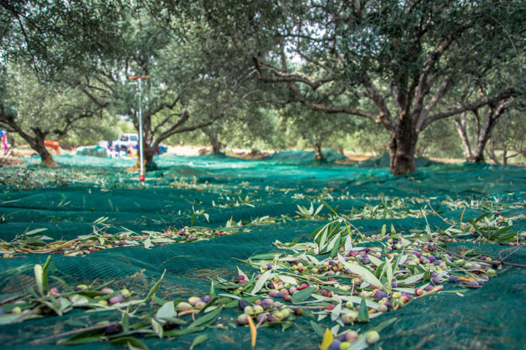raccolta delle olive