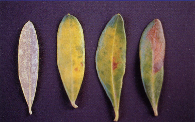 cercospora olivo