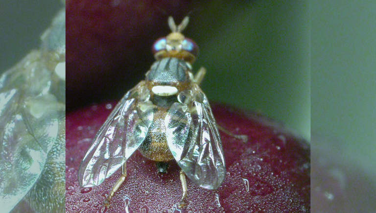 mosca dell'olivo