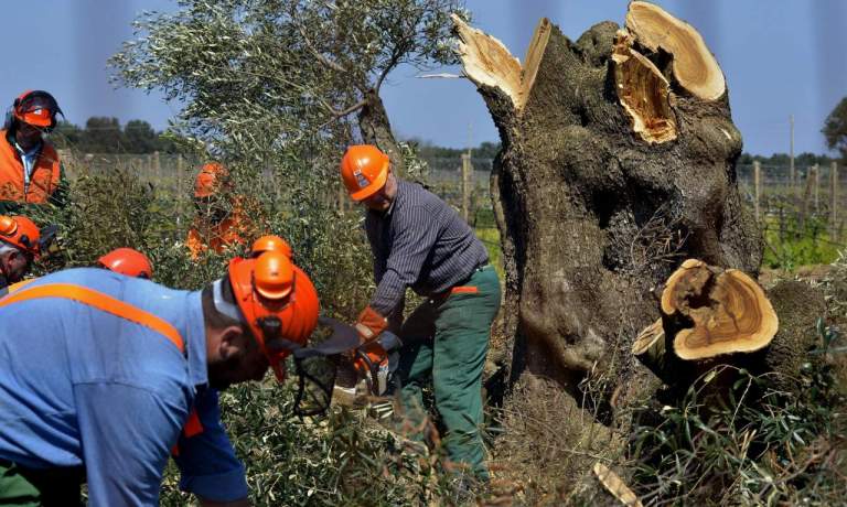 misure xylella obbligatorie