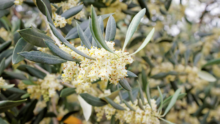 fioritura olivo genotipo