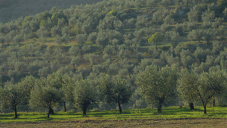 olio di qualità azienda agricola viola