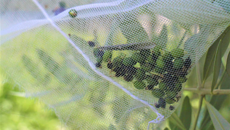 cascola verde e cimice asiatica su olivo