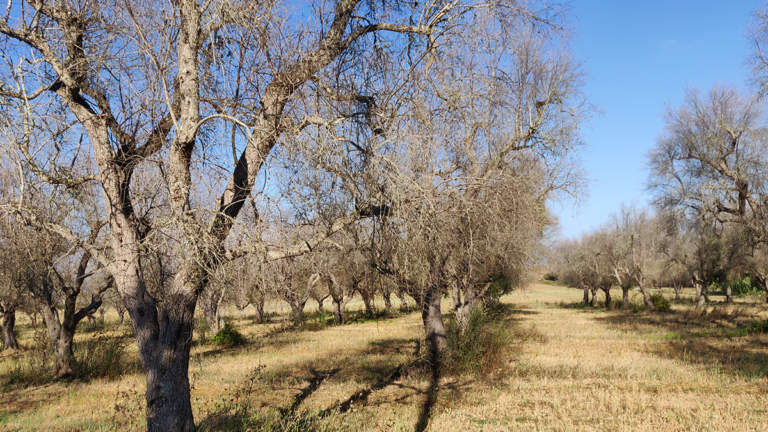 ricerca xylella