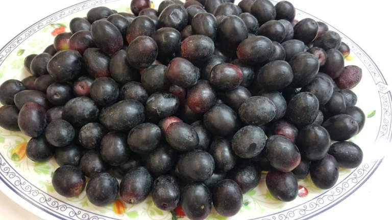 cultivar resistenti alla xylella