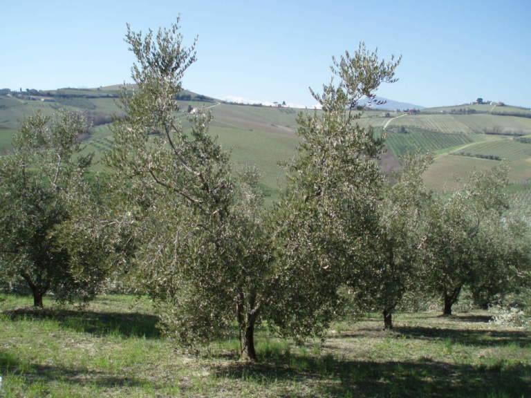 potatura