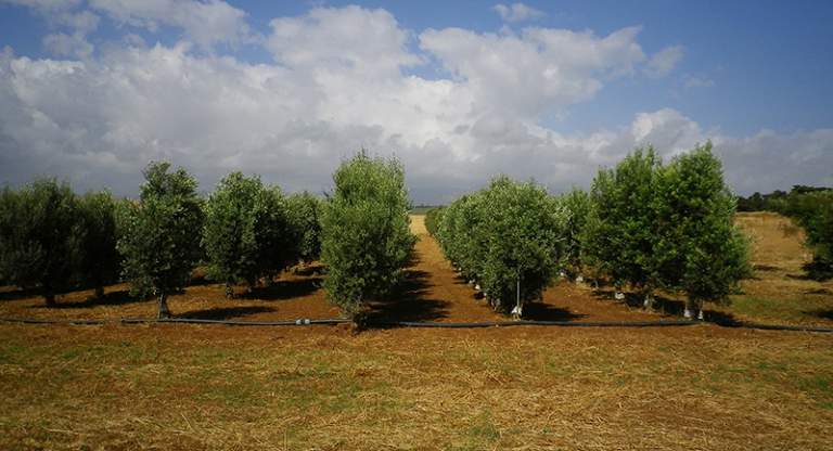impianto olivicolo sicilia