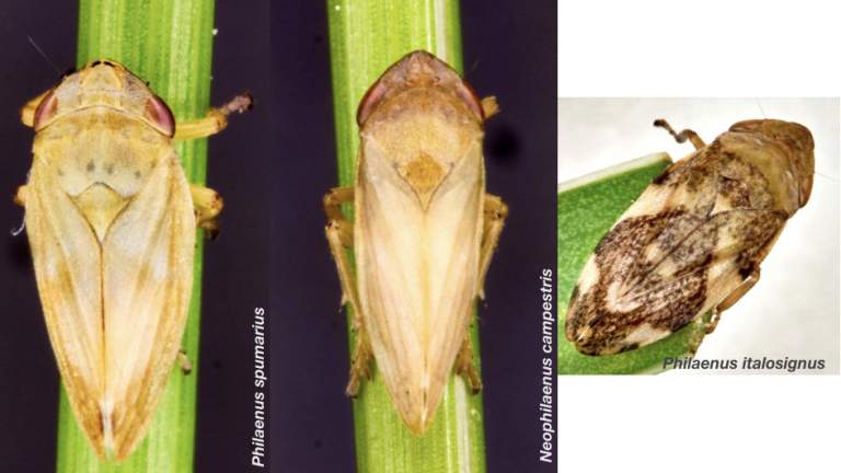 xylella rimedi