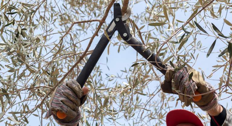potatura olivo in sicurezza sul lavoro
