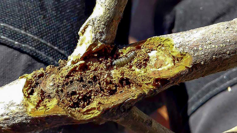 Euzophera larva