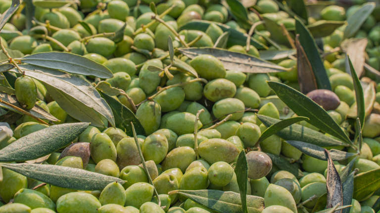 covid e filiera olio