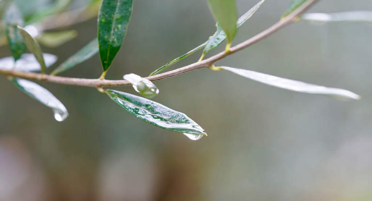 concimazione fogliare olivo