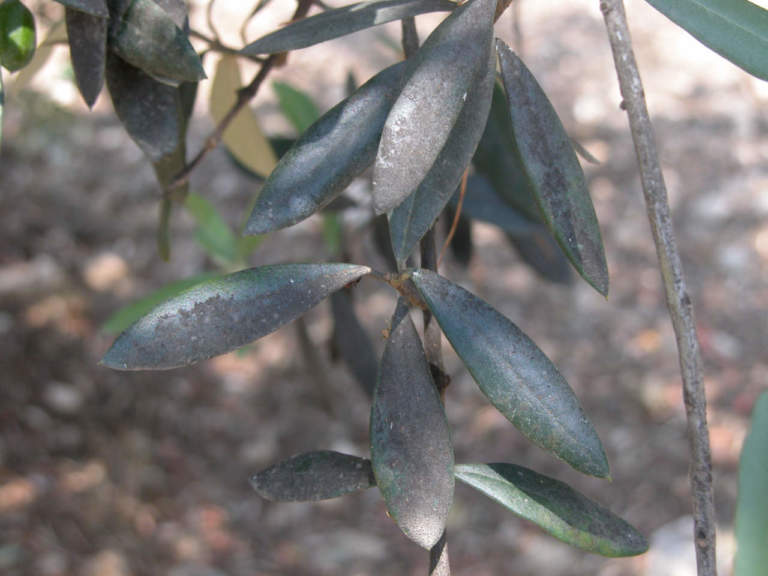 fumaggine olivo