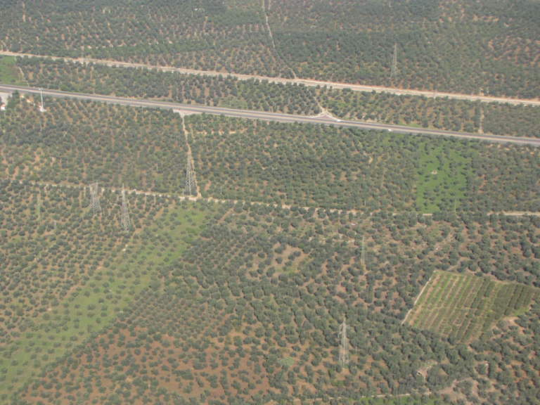 Progetto Olivemap