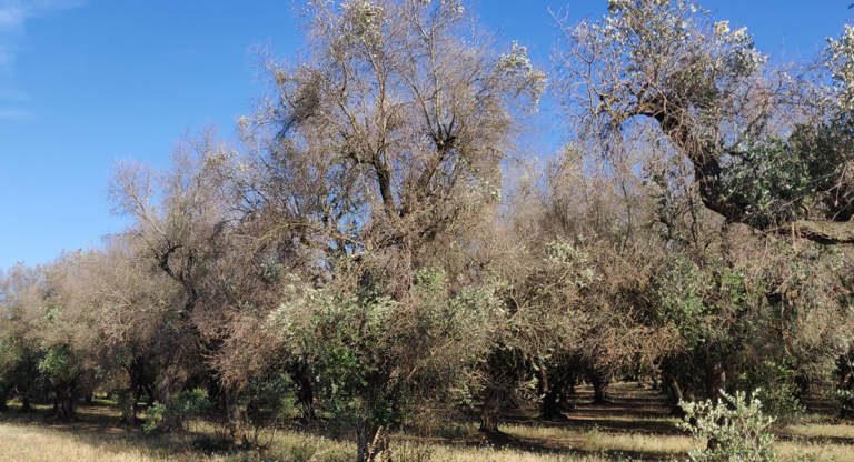 xylella a bari