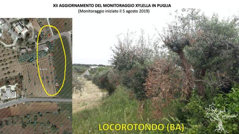 locorotondo xylella
