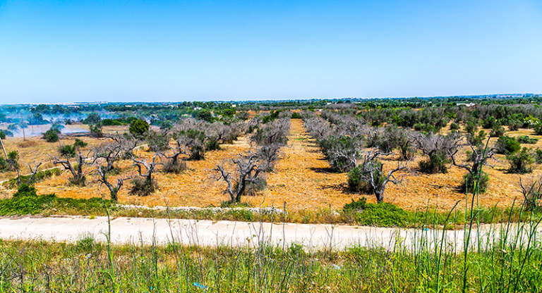 controllo vettori xylella